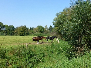 Pferde in der Parklandschaft um Münster